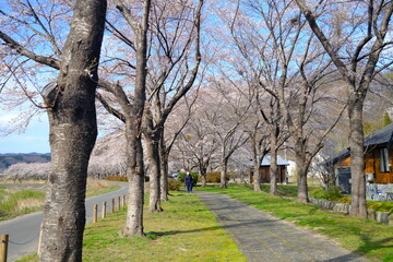 桜づつみ公園の風景