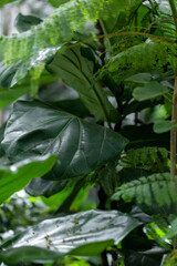 green leaves in the rain