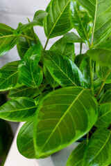 Fototapeta na wymiar Green, healthy and glossy plant leaves.