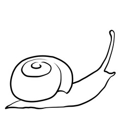 Realistic snail line drawing illustration