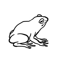 Realistic frog line drawing illustration