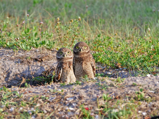 Burrowing Owls at Their Burrow