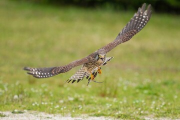 大きなトカゲを掴んで大急ぎで巣に戻る繁殖期のチョウゲンボウ メス