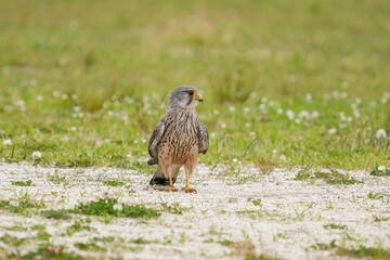 子育ての合間に芝生でくつろぐ繁殖期のチョウゲンボウ オス