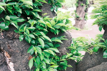 植物のクローズアップ