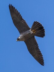 青空バックに頭上を悠然と飛ぶハヤブサ成鳥