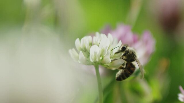 Bee macro shot in slowmotion on a flower