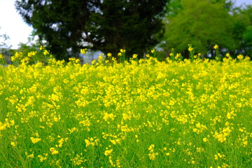 菜の花畑