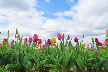 View of a colorful tulip field with flowers in bloom in Cream Ridge, Upper Freehold, New Jersey, United States - obrazy, fototapety, plakaty