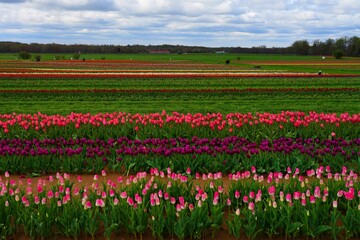 View of a colorful tulip field with flowers in bloom in Cream Ridge, Upper Freehold, New Jersey, United States