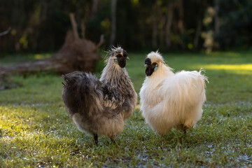 Two silkie chickens in an outside yard