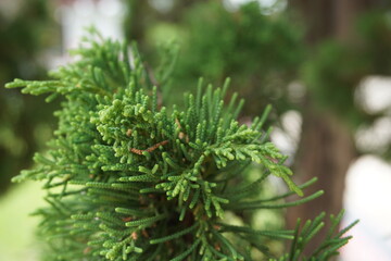 Sheoaks (Casuarinaceae, Allocasuarina) with natural background
