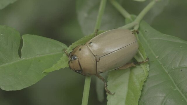bug on a leaf