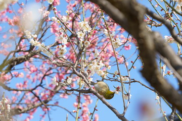 早春の梅の花が咲く