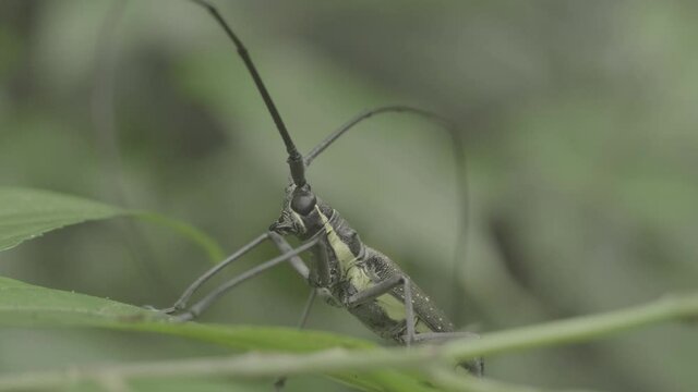 bug on a leaf