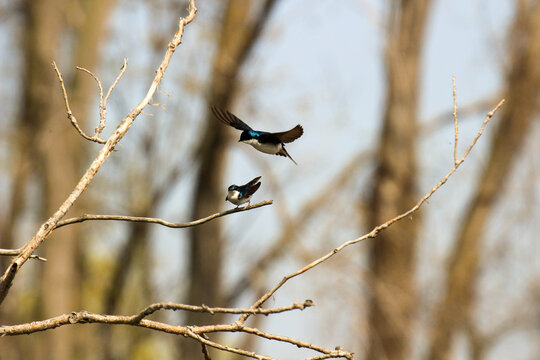 Tachycineta bicolor - series of photos showing tree swallows mating