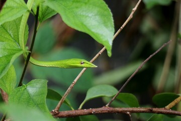 A green snake with a lizard head on a tree