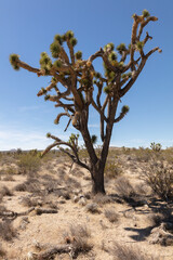 Fototapeta premium Joshua tree, in the arid Mojave desert, under blue skies and scorching heat