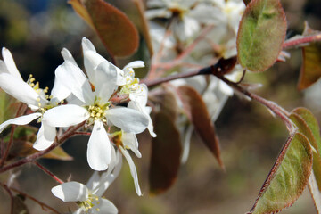 tree blossom