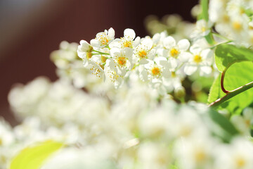 white flowers in spring