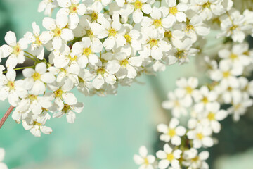 white cherry blossoms on blue background