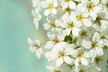 white cherry blossoms on blue background