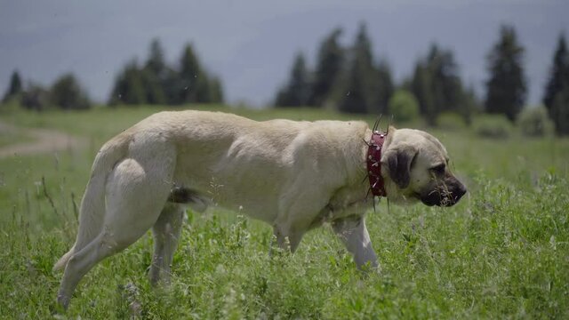 Adult Sivas Kangal Dog Walking on the Mountain