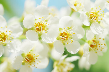 Fototapeta na wymiar white spring flowers and leaves on blue sky