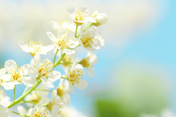 white spring flowers and leaves on blue sky