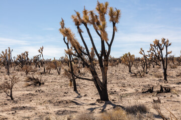 Joshua tree burnt due to a forest fire in the Mojave desert