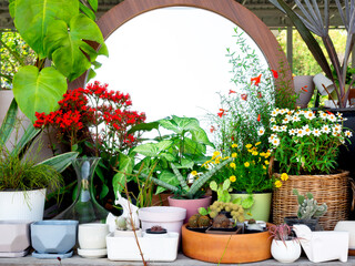 Various colorful plant pots in the shop.