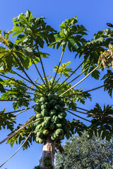Fototapeta premium Detail of green papaya tree in Brazil