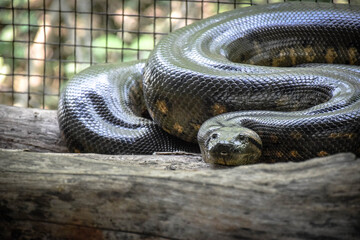 A Green Anaconda (Eunectes murinus) in zoo enclosure, lying on wooden floor.