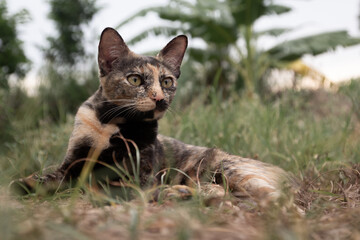 Obraz premium A cute little cat looking in the meadow
