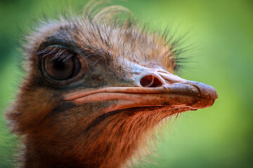A headshot close-up of Ostrich (Struthio camelus) with its large eyes staring at something.