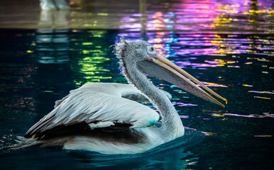 Side shot of  Spot-billed pelican (Pelecanus philippensis), floating on water.