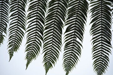 fern leaves on white