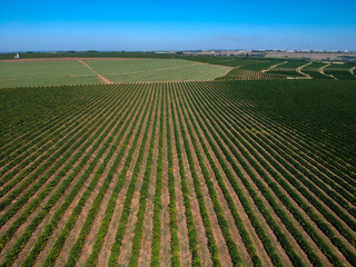 Aerial drone view of a green coffee field in Brazil