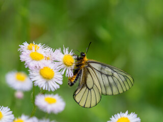 ウスバシロチョウ