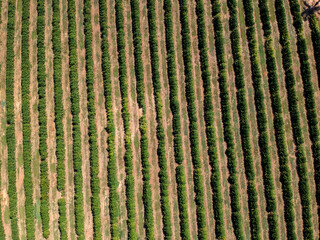 Aerial drone view of a green coffee field in Brazil