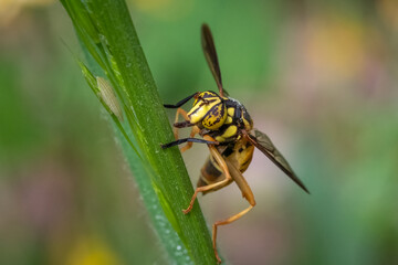 A Broad-banded Hornet Fly (Spilomyia alcimus)