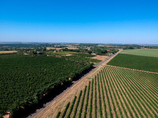 Aerial drone view of a green coffee field in Brazil