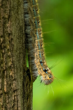 A Forest Tent Caterpillar (Malacosoma disstria) crawls down a wooden post. Raleigh, North Carolina.