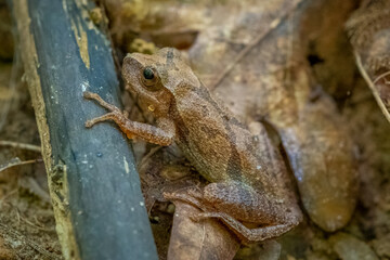 Spring Peeper (Pseudacris crucifer) on the forest floor. Raleigh, North Carolina.