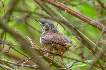 A Carolina Wren (Thryothorus ludovicianus)  fledgling in the safety of the brier patch. Raleigh, North Carolina.