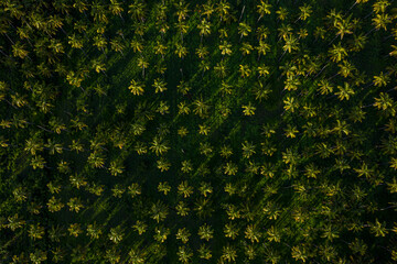 Palmeras