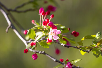 Close up shot of pink spring bloom