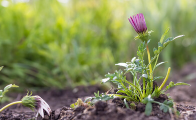 Close up shot of Daisy flower plant in spring time