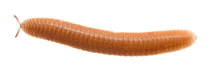 Boring millipede, Polyzonium germanicum isolated  on white background