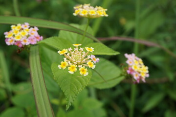 Lantana camara (tahi ayam, sailara, tembelekan, common lantana, big sage, wild sage, red sage, white sage, tick berry, West Indian lantana, umbelanterna) with natural backrgound.